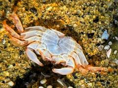 (Striped Shore Crab) ventral