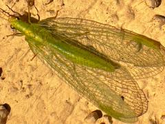 (Comanche Green Lacewing) dorsal