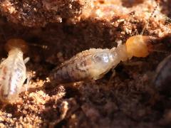 (Long-jawed Desert Termite) dorsal