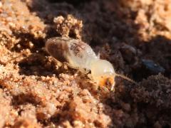 (Long-jawed Desert Termite) frontal