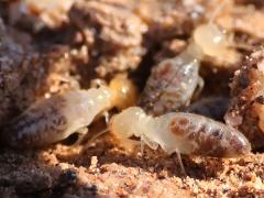 (Long-jawed Desert Termite) lateral