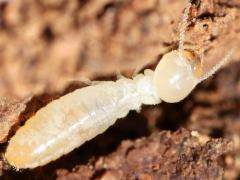 (Desert Subterranean Termite) dorsal