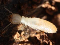 (Desert Subterranean Termite) head