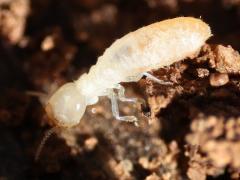 (Desert Subterranean Termite) lateral