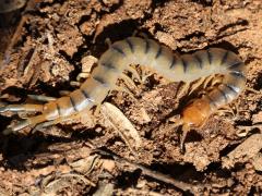 (Desert Centipede) crawling