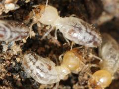(Long-jawed Desert Termite) pair