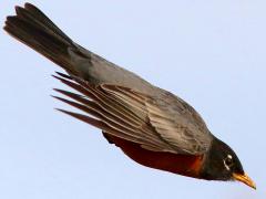 (American Robin) male plummeting