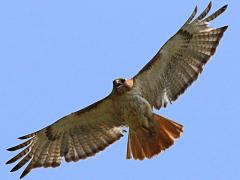 (Red-tailed Hawk) gliding