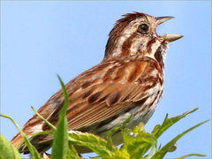 (Song Sparrow) male singing