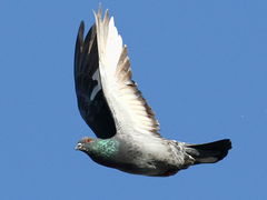 (Feral Pigeon) flying upstroke