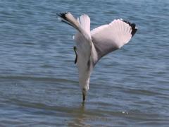 (Ring-billed Gull) diving