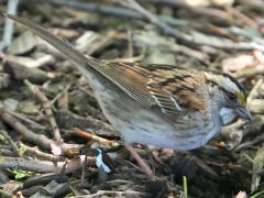 (White-throated Sparrow) forages