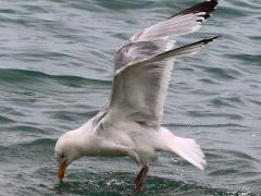 (American Herring Gull) flapping