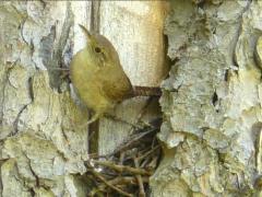 (House Wren) lateral