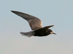 (Black Tern) flight upstroke