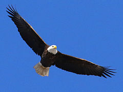 (Bald Eagle) cruising