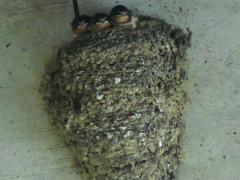 (Barn Swallow) nest