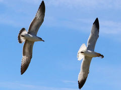(Ring-billed Gull) flying synchronized