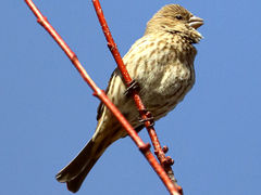 (House Finch) female sings