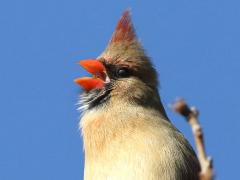(Northern Cardinal) female singing