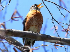 (American Robin) male singing