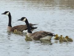 (Canada Goose) family