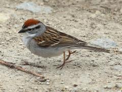 (Chipping Sparrow) hopping
