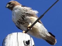 (Red-tailed Hawk) perching