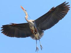(Great Blue Heron) cruising