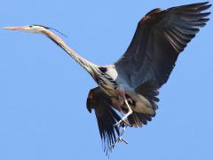 (Great Blue Heron) landing