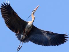 (Great Blue Heron) soaring