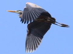 (Great Blue Heron) flapping