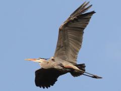 (Great Blue Heron) flying
