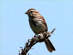 (Song Sparrow) male