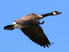 (Canada Goose) flying downstroke