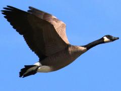 (Canada Goose) flying upstroke