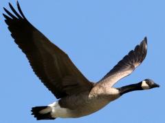 (Canada Goose) gliding