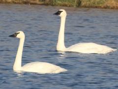 (Trumpeter Swan) pair