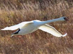 (Mute Swan) cruising