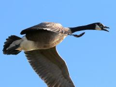 (Canada Goose) honking