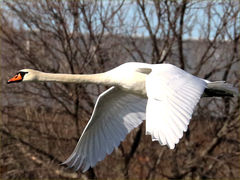 (Mute Swan) flapping