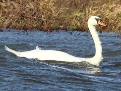 (Mute Swan) resting