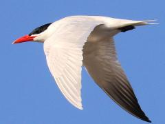 (Caspian Tern) winging