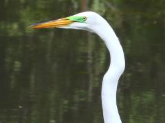 (Great Egret) breeding basking