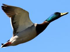 (Mallard) male flying upstroke