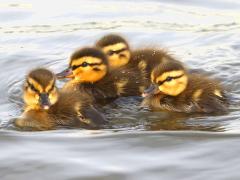 (Mallard) ducklings