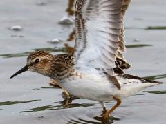 (Least Sandpiper) flapping