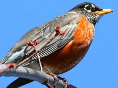(American Robin) male perching