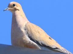 (Mourning Dove) perched