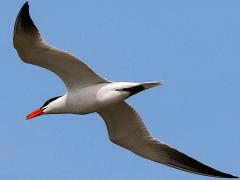 (Caspian Tern) coasting